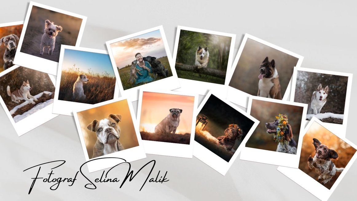 Hundfotograf Selina Malik, fotografi hundar