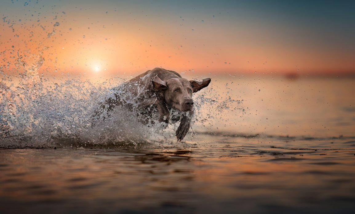 Hundfotografering, action i gyllenetimmen, fotograf Selina Malik