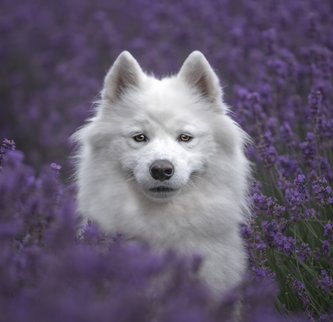 Hundfotografering Selina Malik, Lund